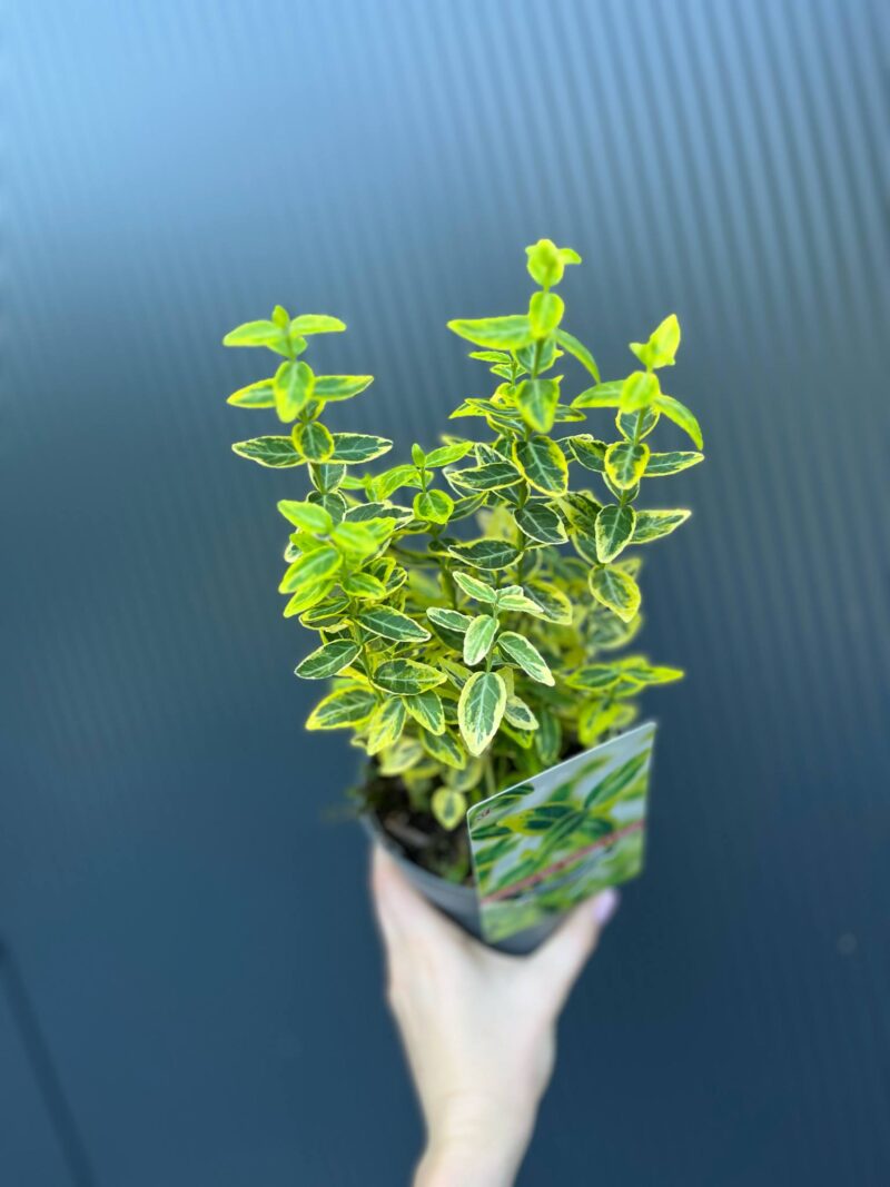 Trzmielina Fortune’a ‘Emerald ‘n’ Gold’ Euonymus fortunei