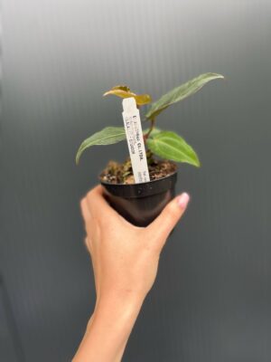 Anthurium Crystal Sky