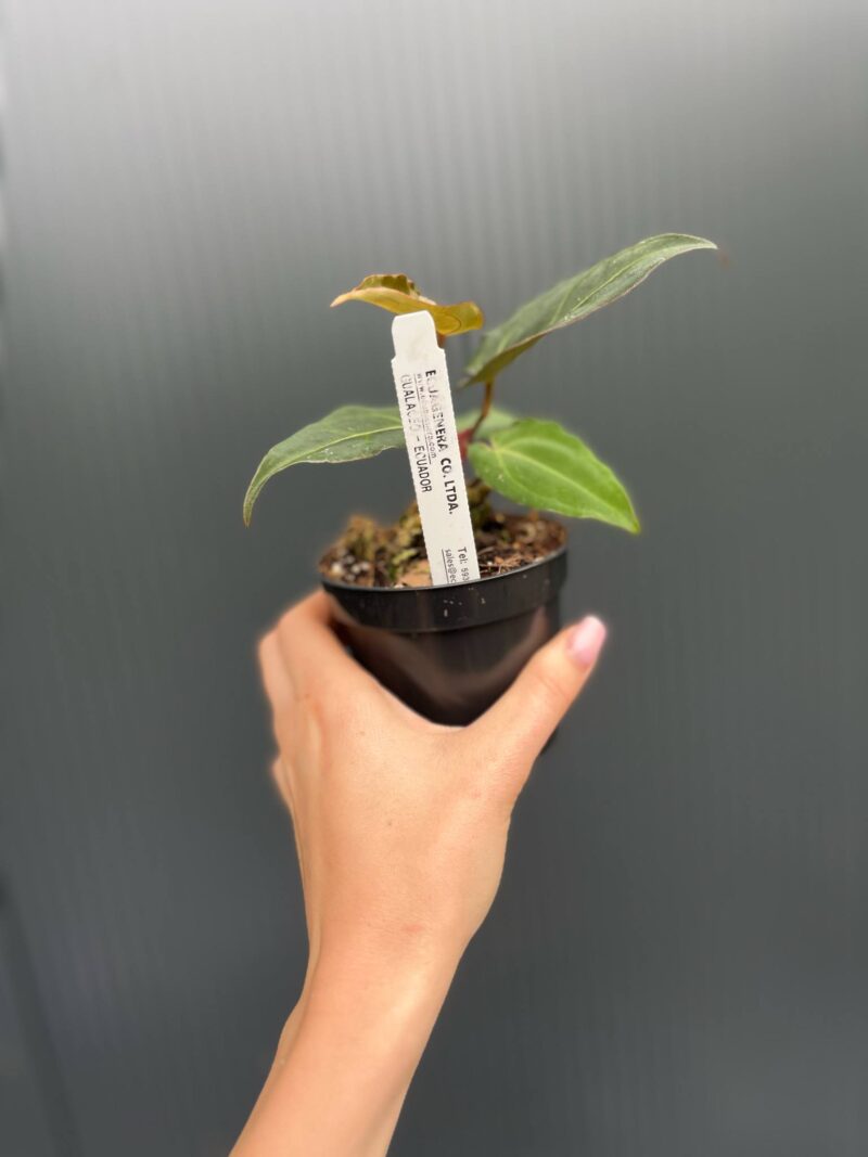 Anthurium Crystal Sky