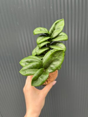 Zamioculcas Zenzi