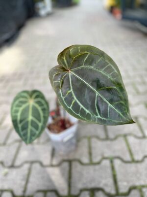 Dockblock Anthurium Purple Rain® ’27 x Michelle® ‘1’