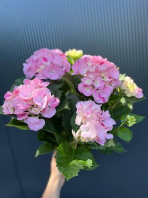 Hortensja Ogrodowa | Hydrangea macrophylla SWEET FANTASY