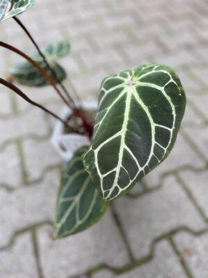 Anthurium Docblock Crystallinum Select Color ’56’ x Michelle® ‘1’