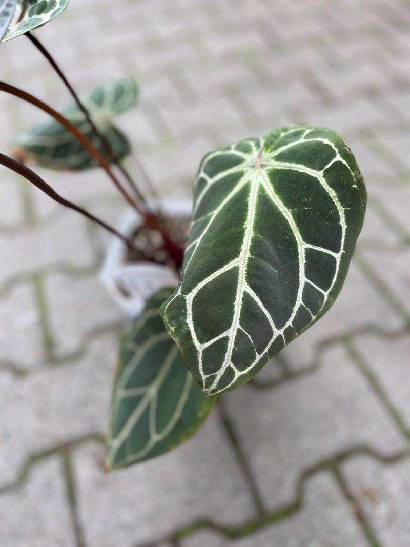 Anthurium Docblock Crystallinum Select Color ’56’ x Michelle® ‘1’