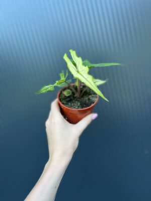 Alocasia Jacklyn Ghost
