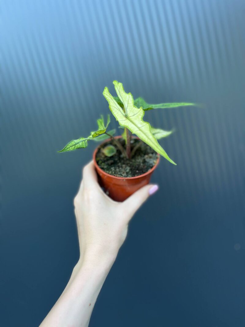 Alocasia Jacklyn Ghost