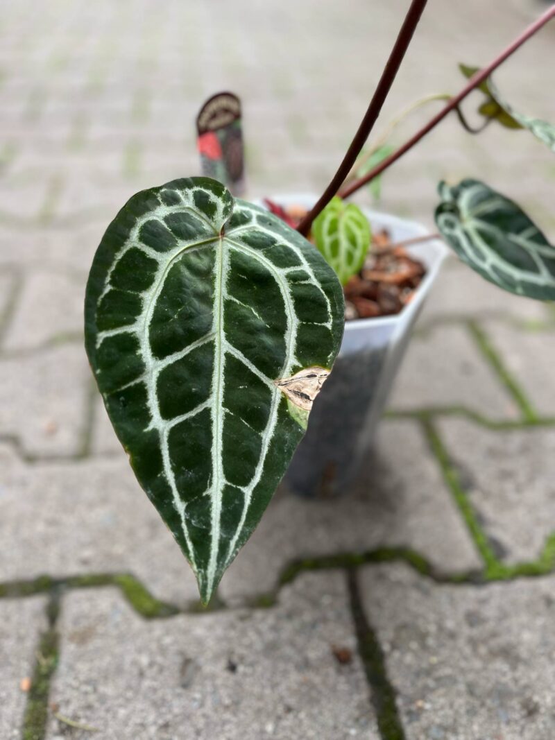 Dockblock Anthurium Michelle® ’11’ x Michelle® ‘1’