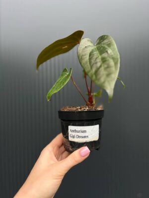 Anthurium ‘Gigi Dreams’