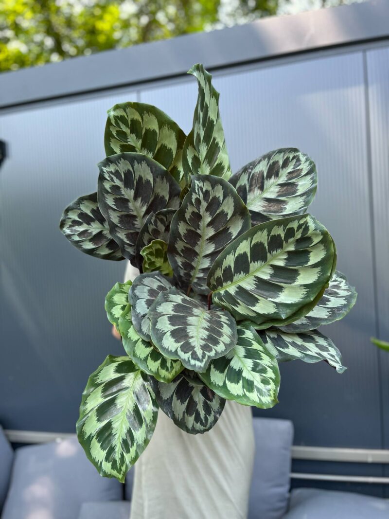 Calathea ‘Kennedy’