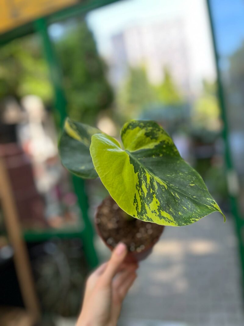 Monstera Aurea Variegata POM POM