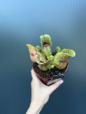 Kapturnica Sarracenia ‘Sylwia’