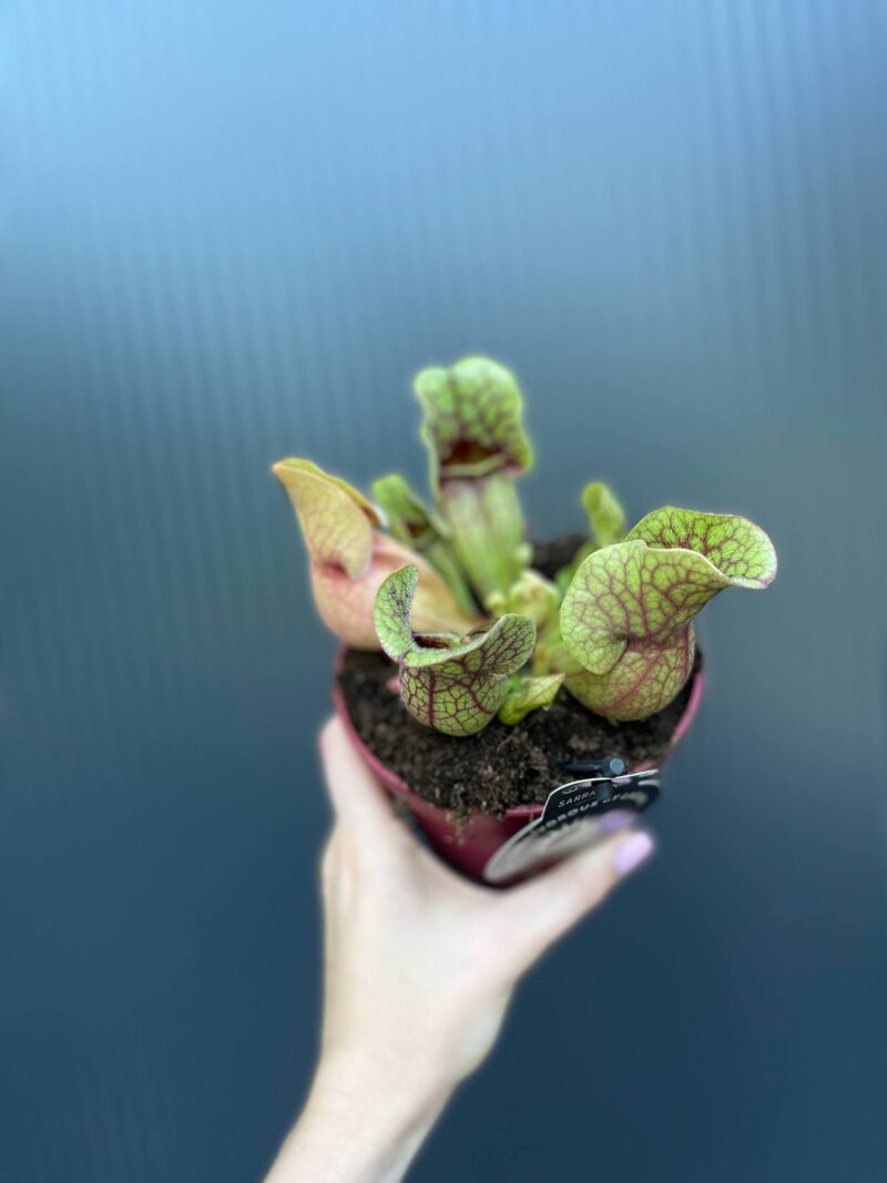 Kapturnica Sarracenia ‘Sylwia’