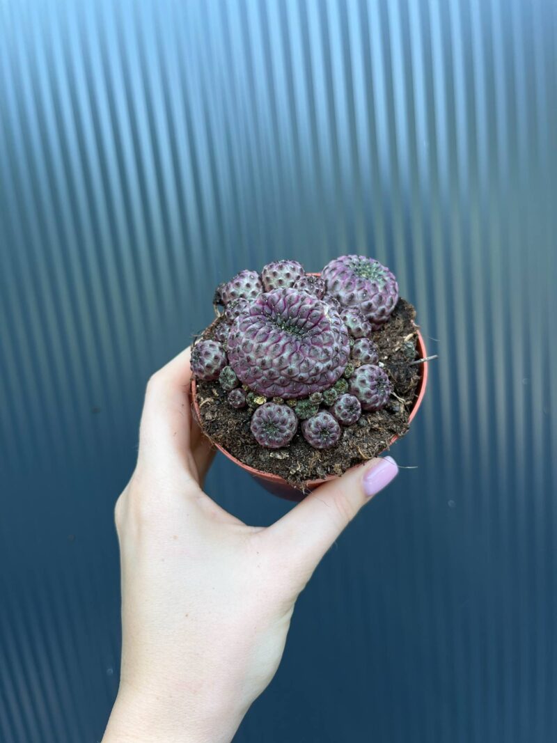 Sulcorebutia rauschii