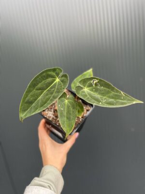 Anthurium Magnificent Girl ‘Inverse Crossing’ x  Anthurium papillilaminum