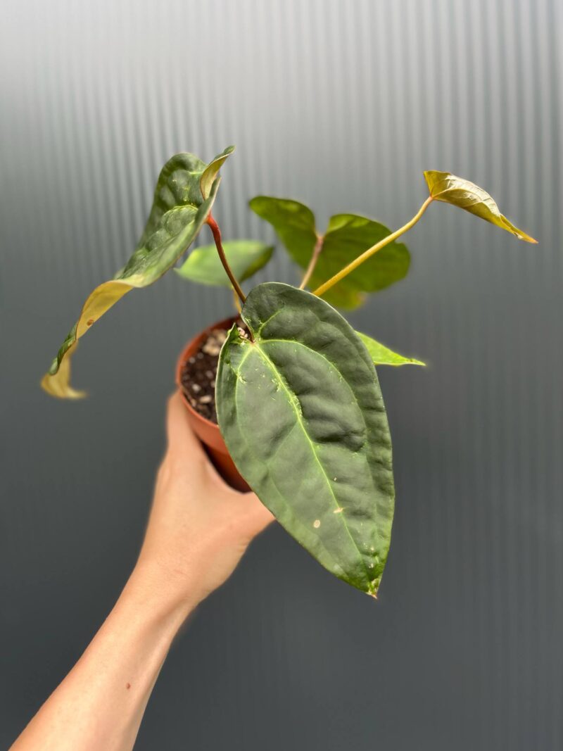 Anthurium Red Gunsal