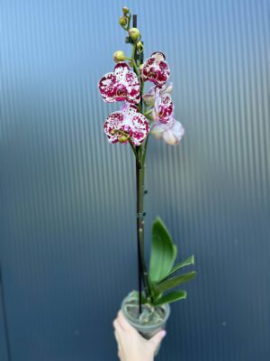 Phalaenopsis Bohemian Mondriaan | Storczyk ( przekwitajacy)