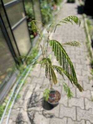 Albicja jedwabista (Albizia julibrissin)