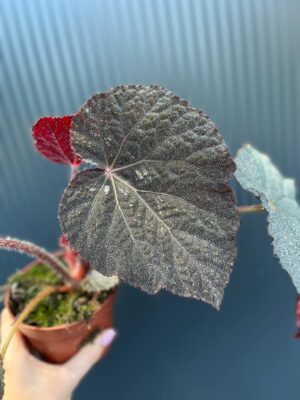 Begonia ‘Taconite’
