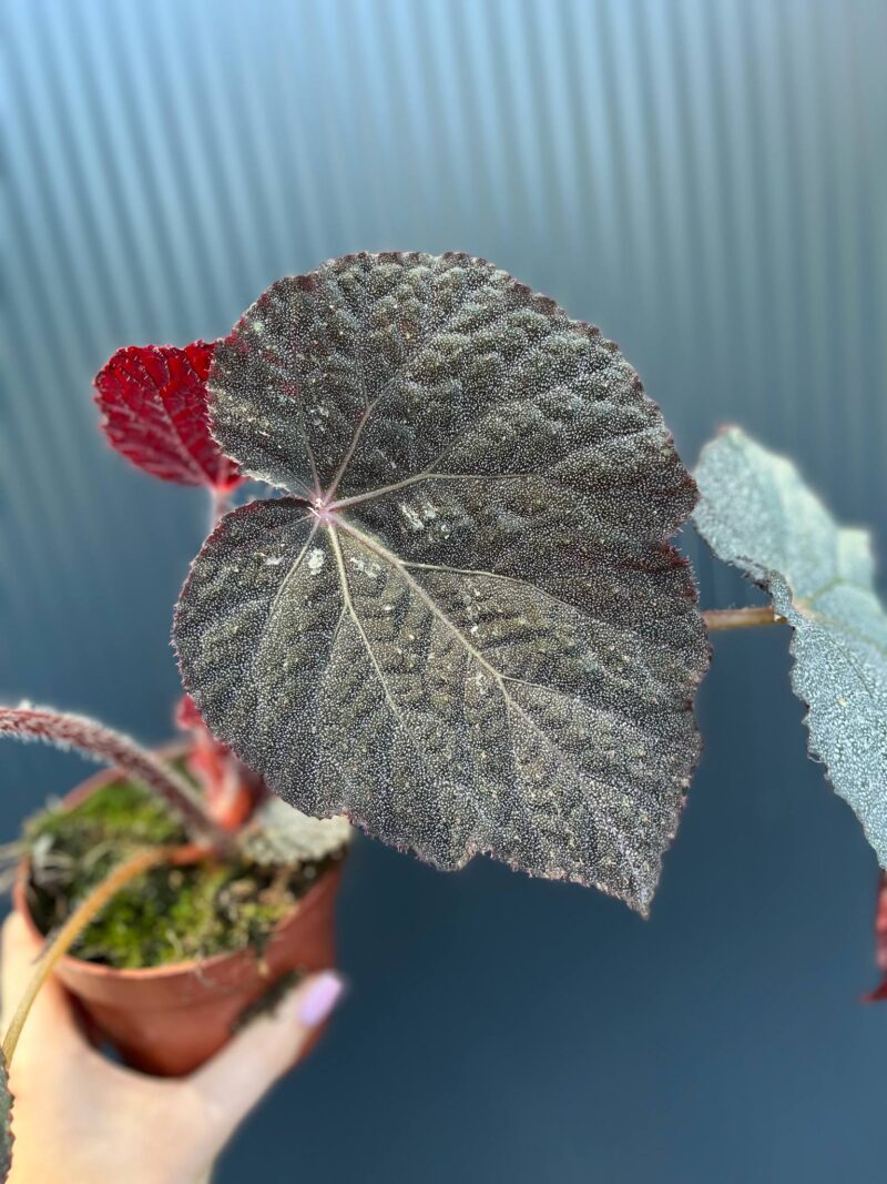 Begonia ‘Taconite’