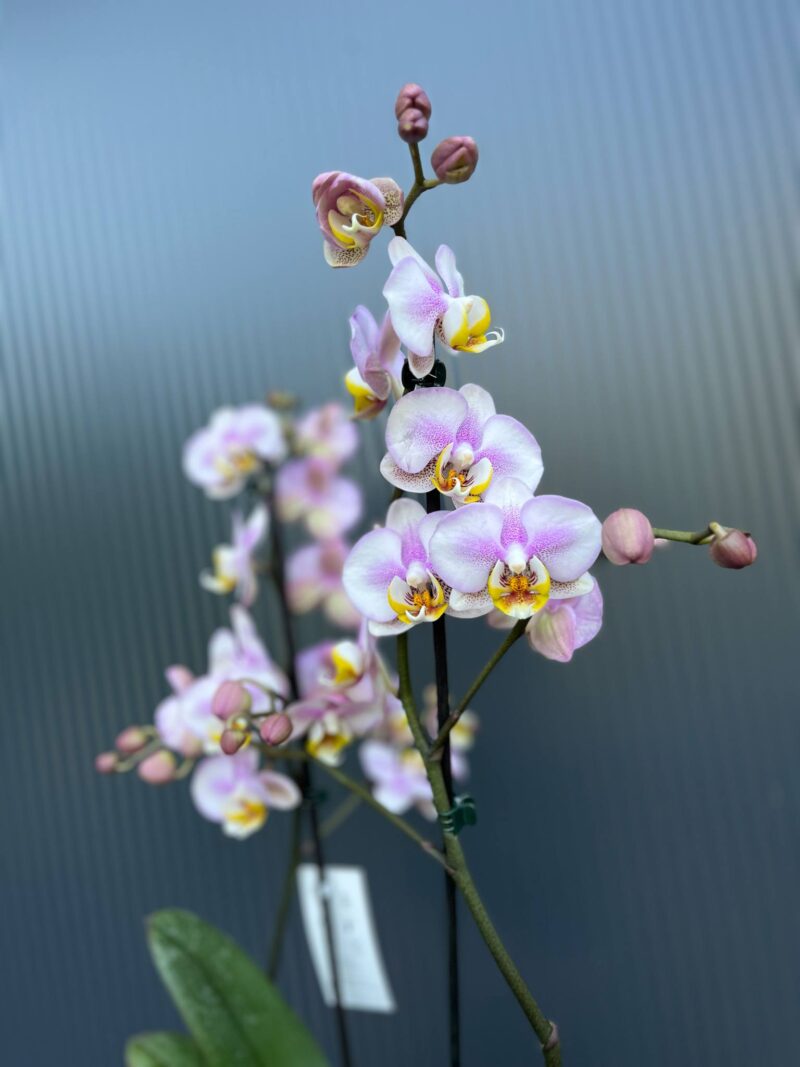 Phalaenopsis carola | Storczyk