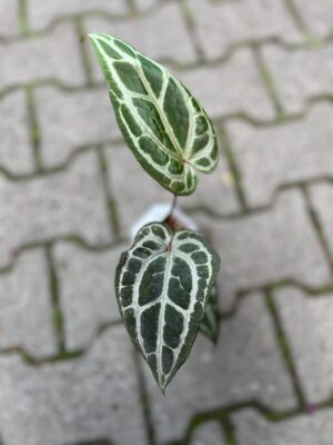 Anthurium Dockblock Zara® ’29’ x Dockblock Zara® ‘3’