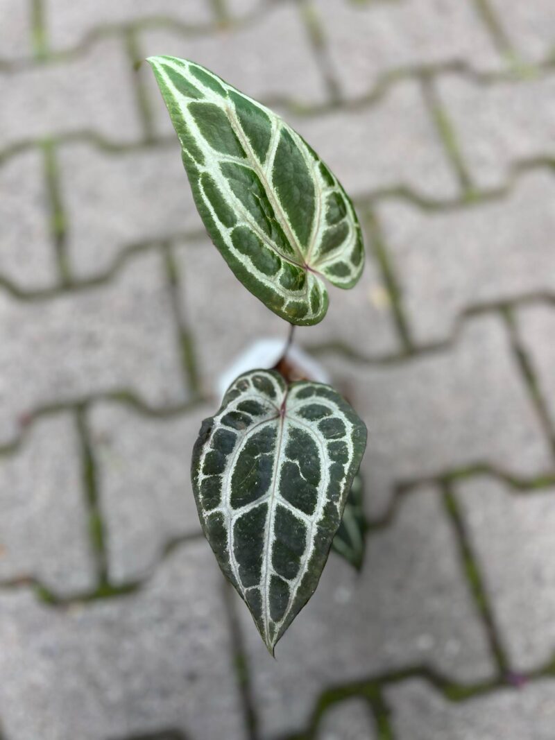 Anthurium Dockblock Zara® ’29’ x Dockblock Zara® ‘3’