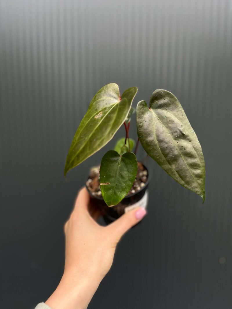 Anthurium ‘Gigi Dreams’