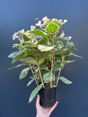 Hortensja ogrodowa variegata | Hydrangea macrophylla ‘Variegata’