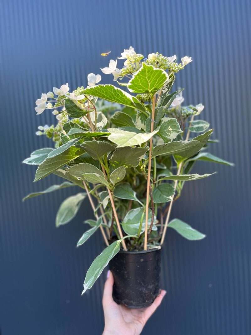 Hortensja ogrodowa variegata | Hydrangea macrophylla ‘Variegata’