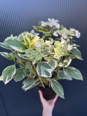 Hortensja ogrodowa variegata | Hydrangea macrophylla ‘Variegata’