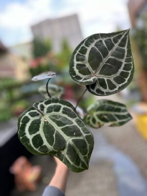 Dockblock Anthurium Michelle® ’11’ x Michelle® ‘1’