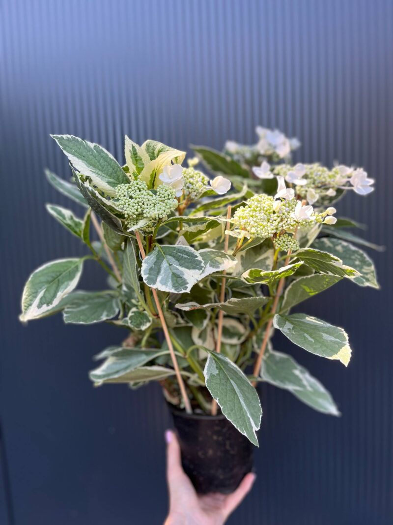 Hortensja ogrodowa variegata | Hydrangea macrophylla ‘Variegata’