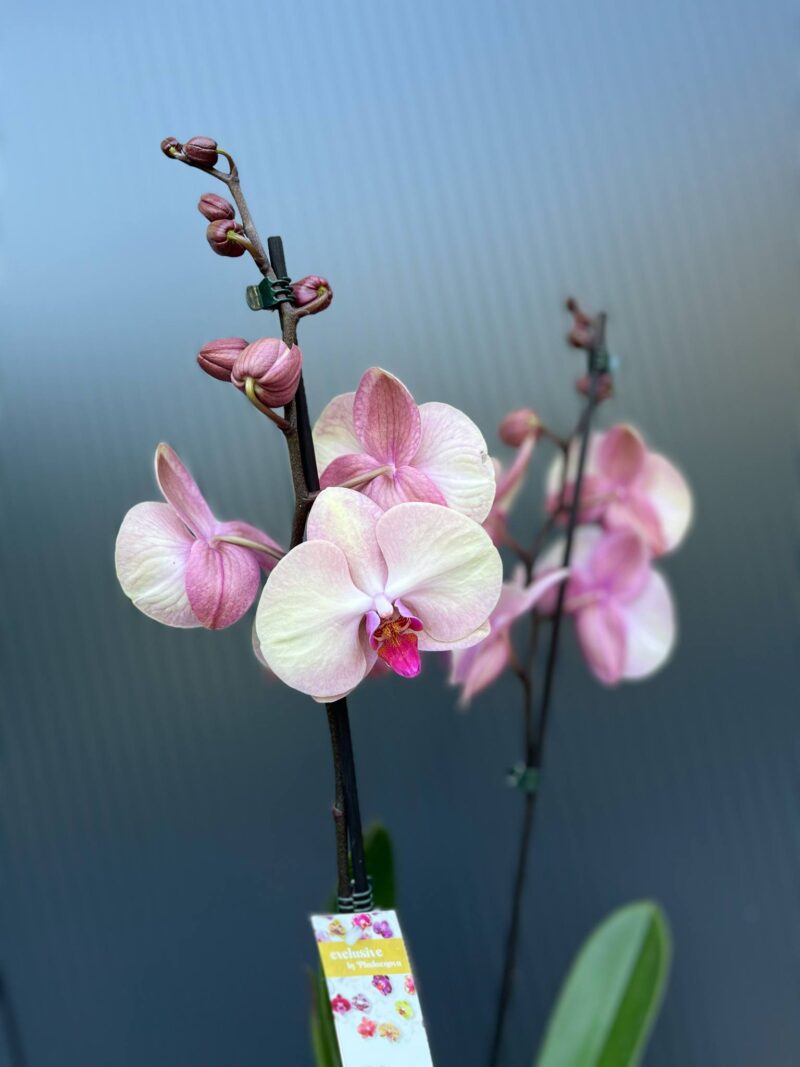 Phalaenopsis midsummer night | Storczyk