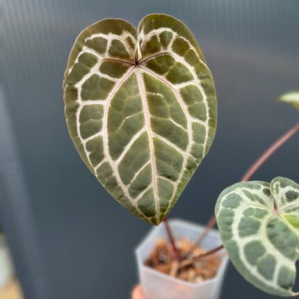 Dockblock Anthurium Giannina ‘Crystalinum 8’ x ‘Michelle® 11’