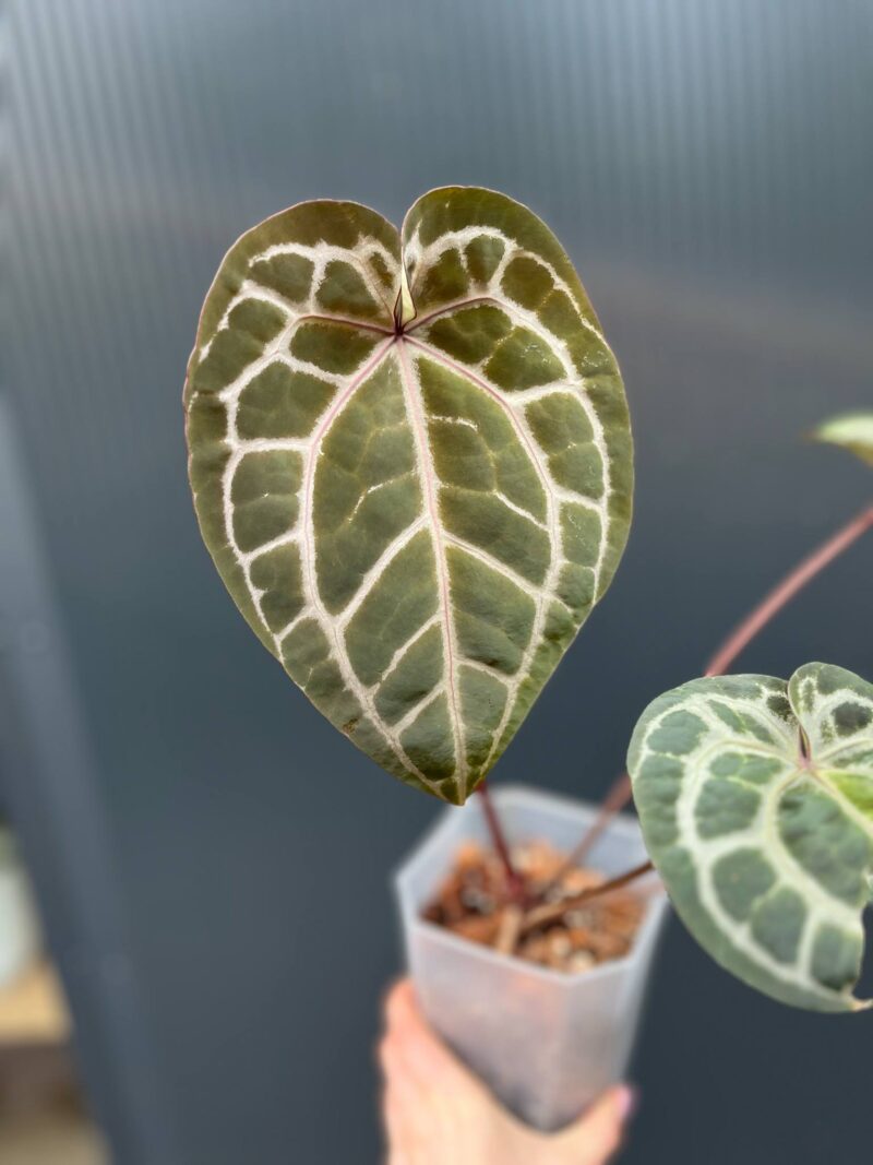 Dockblock Anthurium Giannina ‘Crystalinum 8’ x ‘Michelle® 11’