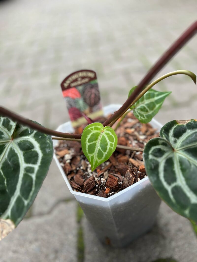 Dockblock Anthurium Michelle® ’11’ x Michelle® ‘1’