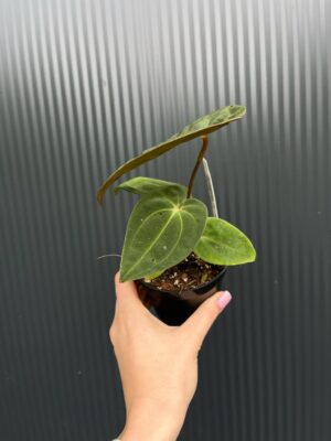 Anthurium ‘Eureka’ x Papillilaminum