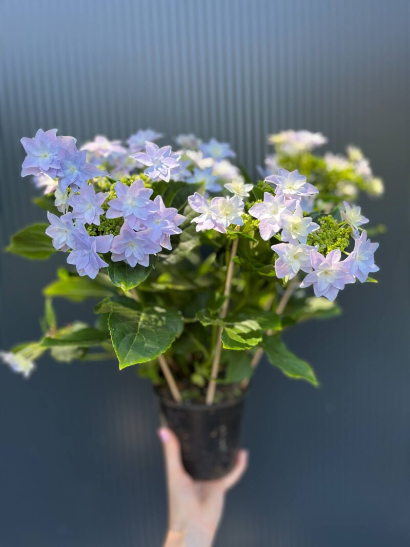 Hortensja Ogrodowa | Hydrangea macrophylla ‘Elleair Anniversary’
