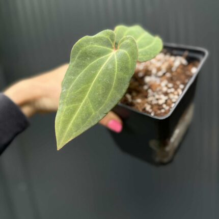 Anthurium Eureka x Dressleri