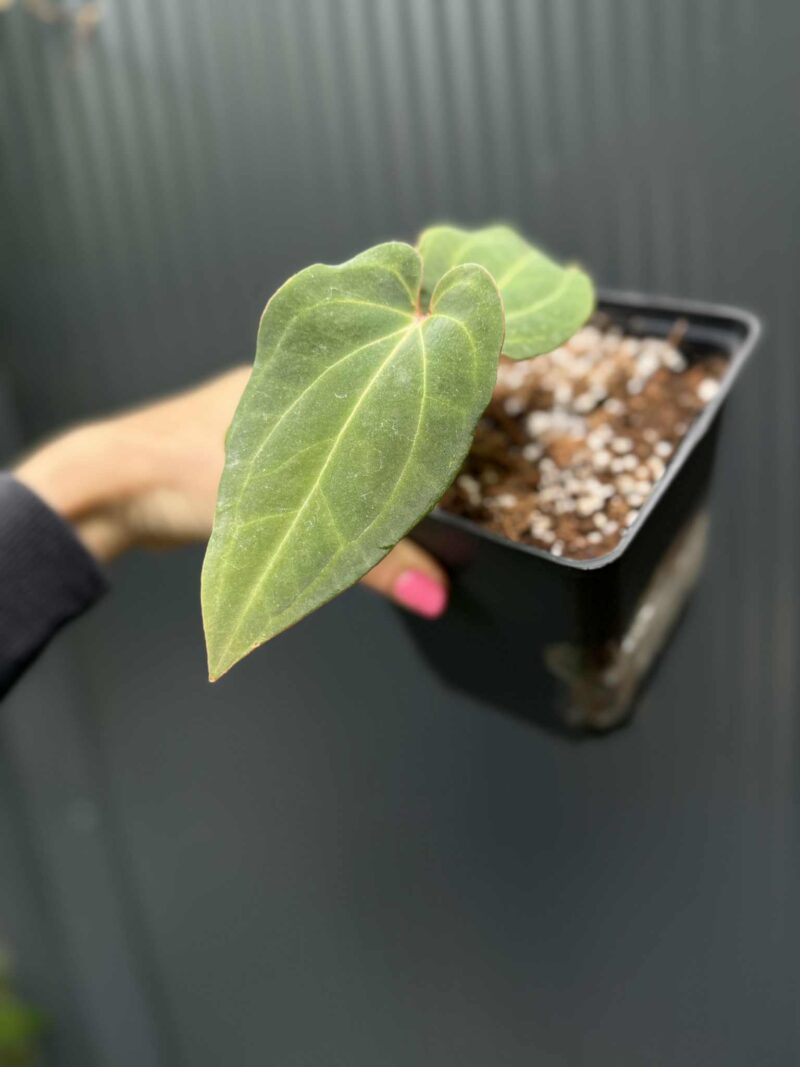 Anthurium Eureka x Dressleri