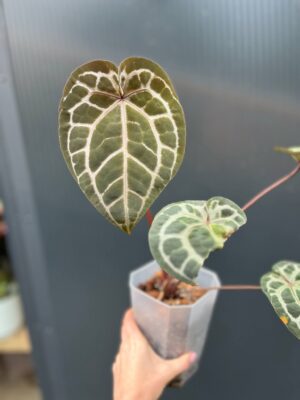 Dockblock Anthurium Giannina ‘Crystalinum 8’ x ‘Michelle® 11’