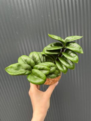 Zamioculcas Zenzi
