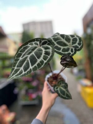 Dockblock Anthurium Michelle® ’11’ x Michelle® ‘1’