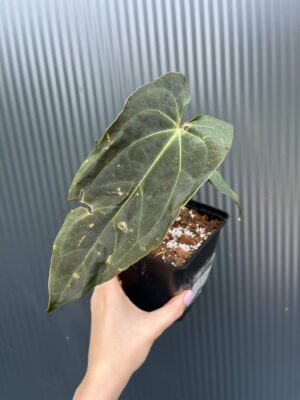 Anthurium besseae aff × Anthurium Papillilaminum