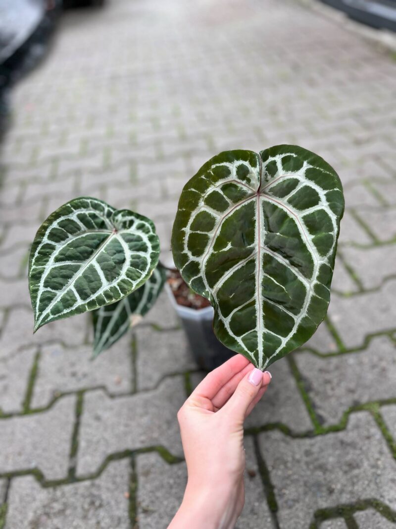 Dockblock Anthurium Michelle® ’11’ x Michelle® ‘1’