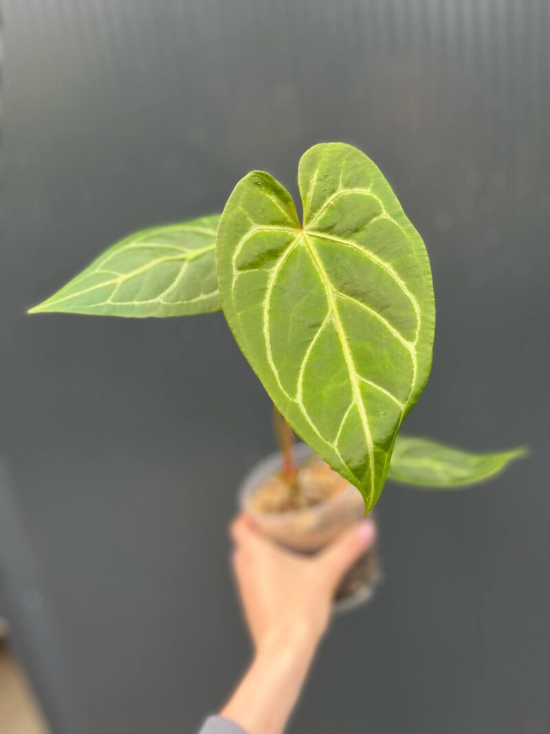 Anthurium Magnificum