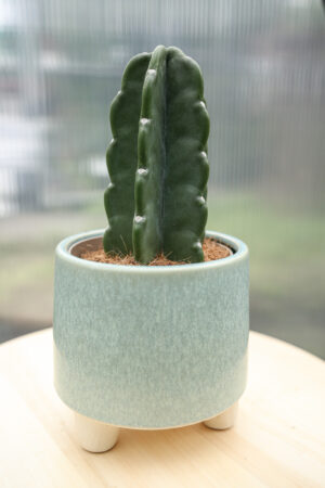 Kaktus Cuddly