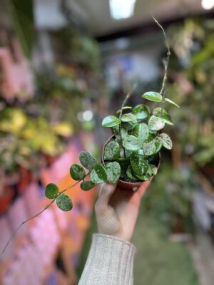 Hoya Mathilde Splash