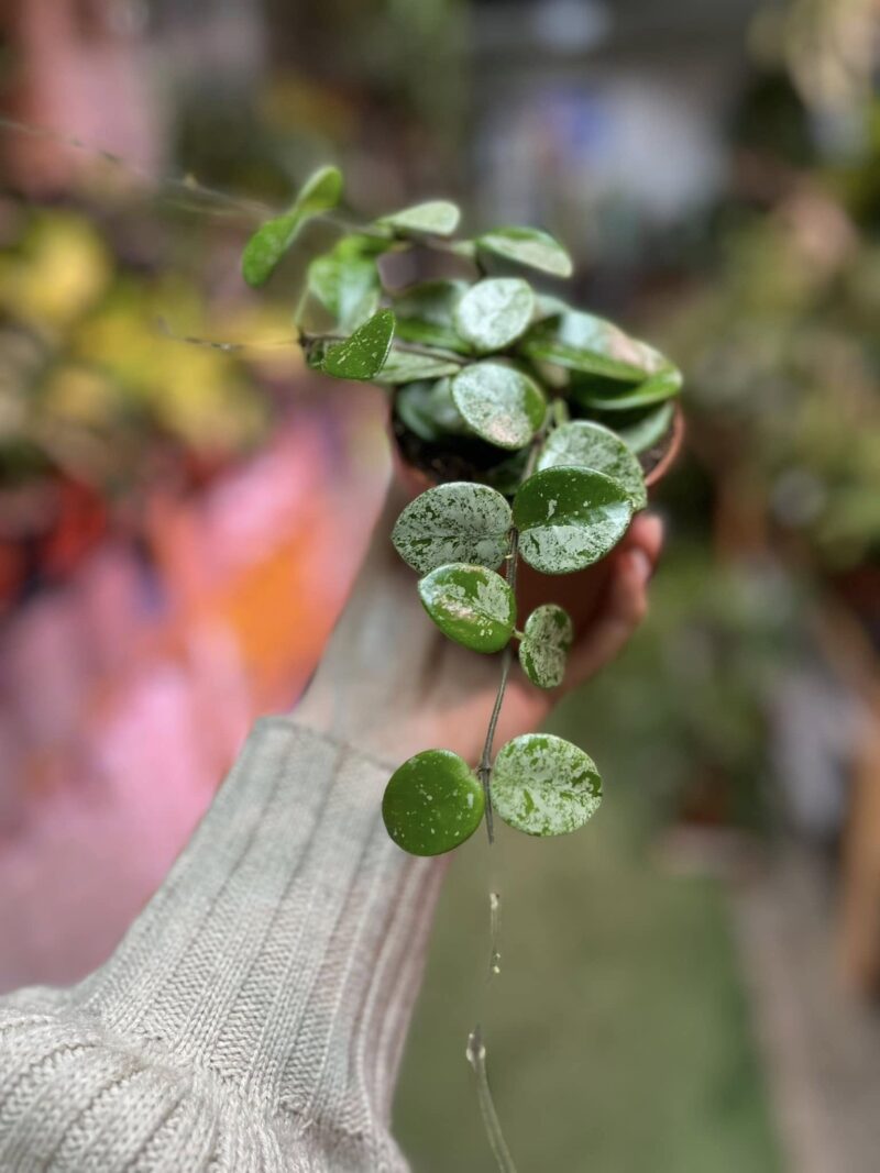 Hoya Mathilde Splash