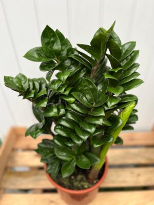 Zamioculcas Zenzi